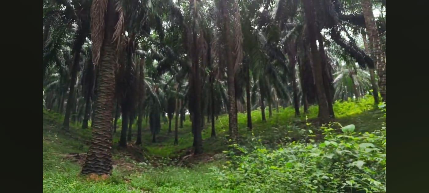 BREAKFAST DRIVE TO OIL PALM ESTATE